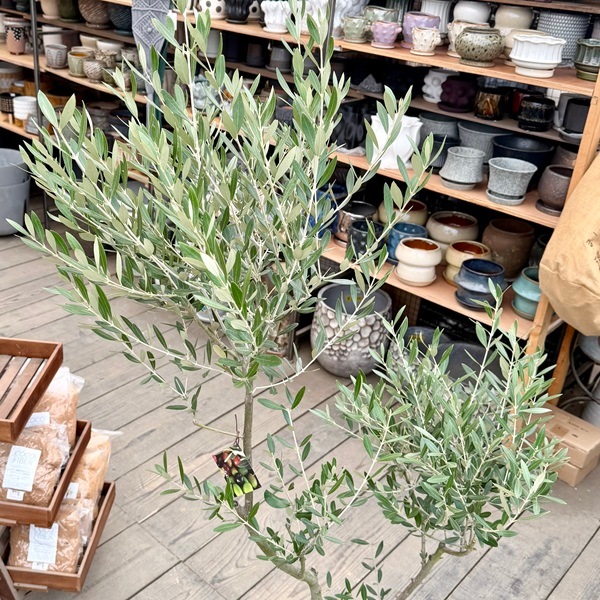盆栽植木 オリーブ ミッション シンボルツリー 楽天市場 オリーブ