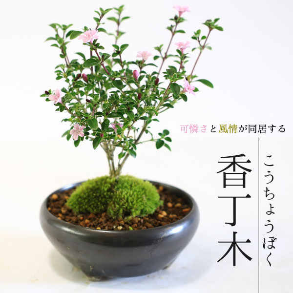 �����ߺϡ�������(���;ƹ�Ŵȭ)* ���� ��  ȭ���� ȭ�� �ץ쥼��� bonsai