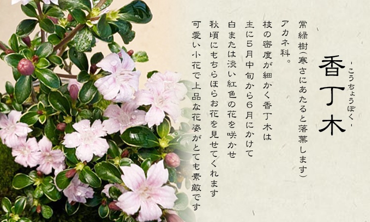 �����ߺϡ�������(���;ƹ�Ŵȭ)* ���� ��  ȭ���� ȭ�� �ץ쥼��� bonsai