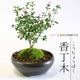�����ߺϡ�������(���;ƹ�Ŵȭ)* ���� ��  ȭ���� ȭ�� �ץ쥼��� bonsai