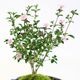 �����ߺϡ�������(���;ƹ�Ŵȭ)* ���� ��  ȭ���� ȭ�� �ץ쥼��� bonsai