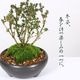 �����ߺϡ�������(���;ƹ�Ŵȭ)* ���� ��  ȭ���� ȭ�� �ץ쥼��� bonsai