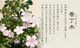 �����ߺϡ�������(���;ƹ�Ŵȭ)* ���� ��  ȭ���� ȭ�� �ץ쥼��� bonsai
