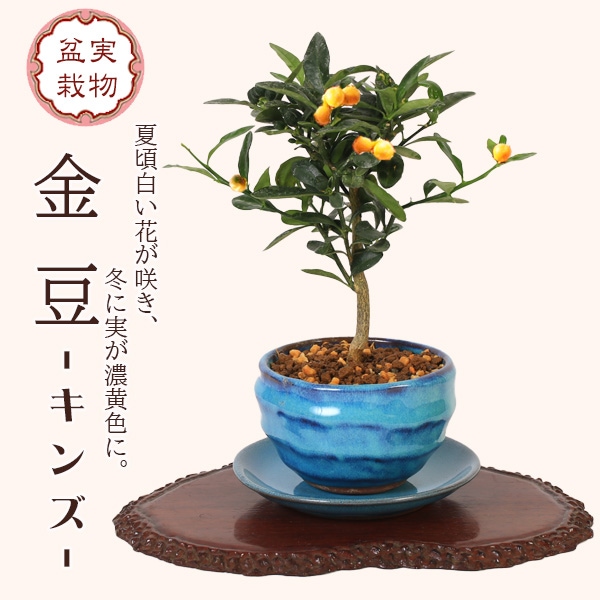 ミニ盆栽：きんず（金豆）*(瑠璃色変形鉢 受け皿付き)キンズ実物実成り