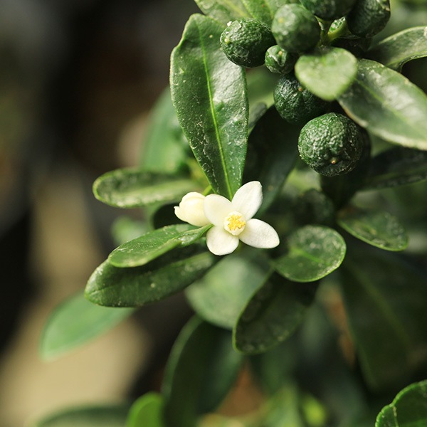 	 �ߥ��ߺϡ����󤺡ʶ�Ʀ��*(�������ѷ�ȭ �������դ�)���󥺼�ʪ������ȭ����ƫ��ȭ�¥���󥮥եȥץ쥼��Ȥˤ�bonsai