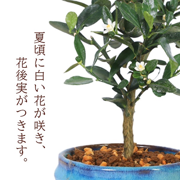 	 �ߥ��ߺϡ����󤺡ʶ�Ʀ��*(�������ѷ�ȭ �������դ�)���󥺼�ʪ������ȭ����ƫ��ȭ�¥���󥮥եȥץ쥼��Ȥˤ�bonsai