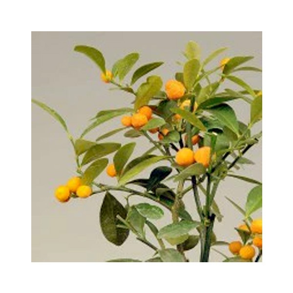 	 �ߥ��ߺϡ����󤺡ʶ�Ʀ��*(�������ѷ�ȭ �������դ�)���󥺼�ʪ������ȭ����ƫ��ȭ�¥���󥮥եȥץ쥼��Ȥˤ�bonsai