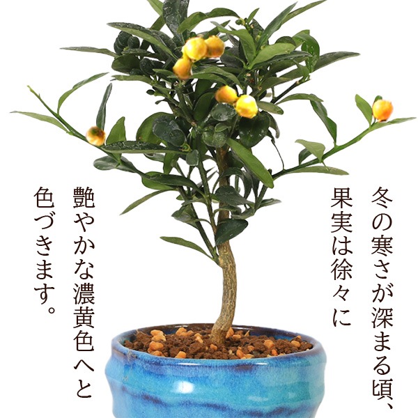 	 �ߥ��ߺϡ����󤺡ʶ�Ʀ��*(�������ѷ�ȭ �������դ�)���󥺼�ʪ������ȭ����ƫ��ȭ�¥���󥮥եȥץ쥼��Ȥˤ�bonsai