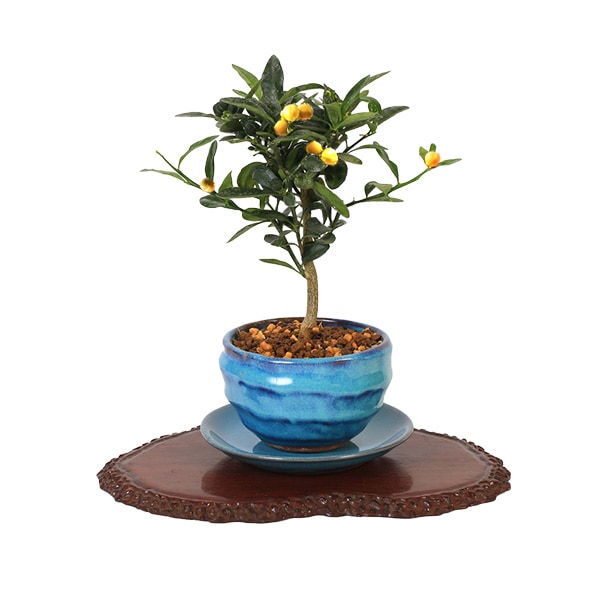 	 �ߥ��ߺϡ����󤺡ʶ�Ʀ��*(�������ѷ�ȭ �������դ�)���󥺼�ʪ������ȭ����ƫ��ȭ�¥���󥮥եȥץ쥼��Ȥˤ�bonsai