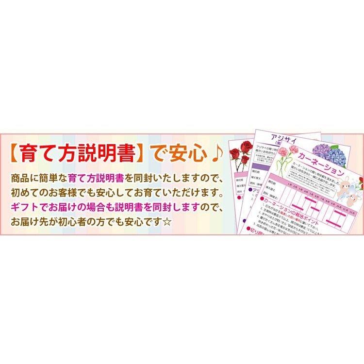 	 �ߥ��ߺϡ����󤺡ʶ�Ʀ��*(�������ѷ�ȭ �������դ�)���󥺼�ʪ������ȭ����ƫ��ȭ�¥���󥮥եȥץ쥼��Ȥˤ�bonsai