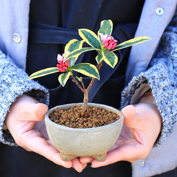 ߥߺϡʤ(祦)*(微ȭ ()椦)ٳȭ礦 ȭ bonsai