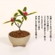ߥߺϡʤ(祦)*(微ȭ ()椦)ٳȭ礦 ȭ bonsai