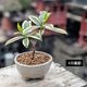 ߥߺϡʤ(祦)*(微ȭ ()椦)ٳȭ礦 ȭ bonsai