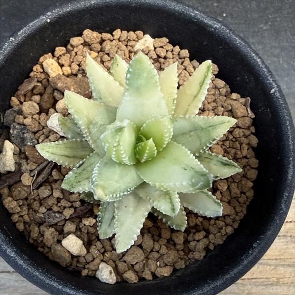 多肉植物：ハオルチア 九輪塔錦*幅4cm 現品！一品限り | すべての