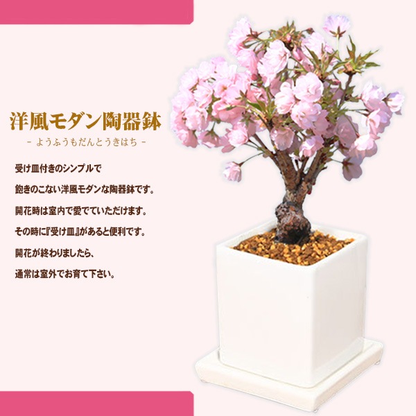 �٤�Ƥ�������������ե� �ץ쥼��Ⱥ��ߺϡ���������ֺ��������������ƫ��ȭ��* ��Ũ�ʥ�åԥ󥰤ȼ������դ������ߺ� bonsai