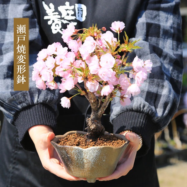 ٤Ƥ͡ߺϡֺ* ѷȭˡ̵ۡڥåԥաۡڤߺϡbonsai