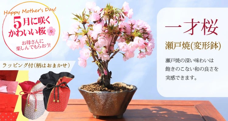 ٤Ƥ͡ߺϡֺ* ѷȭˡ̵ۡڥåԥաۡڤߺϡbonsai