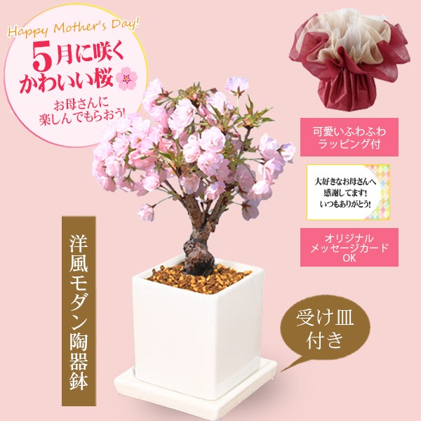 �٤�Ƥ�������������ե� �ץ쥼��Ⱥ��ߺϡ���������ֺ��������������ƫ��ȭ��* ��Ũ�ʥ�åԥ󥰤ȼ������դ������ߺ� bonsai