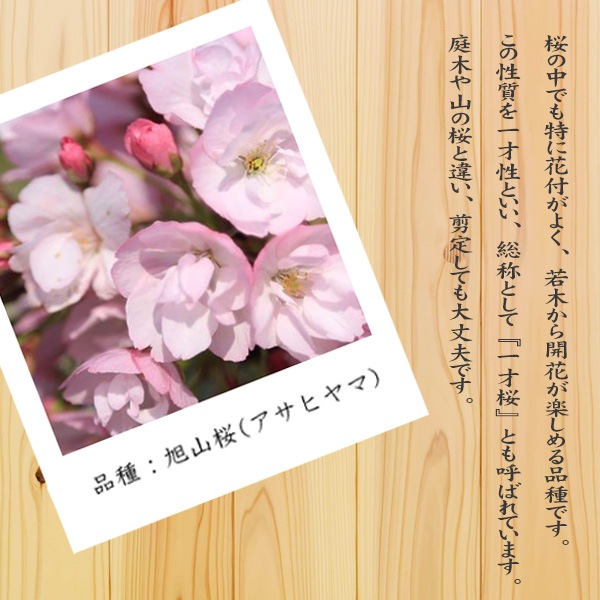 �٤�Ƥ�������������ե� �ץ쥼��Ⱥ��ߺϡ���������ֺ��������������ƫ��ȭ��* ��Ũ�ʥ�åԥ󥰤ȼ������դ������ߺ� bonsai