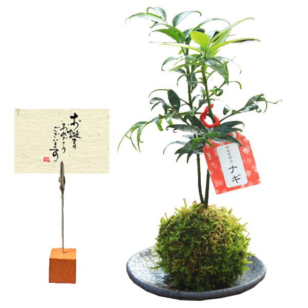 �ݶ̡��롿�ʥ� *�ʹ񻺱׻Ҿ��ʱ߼������ȥ����ɥ�������աˤʤ�  bonsai