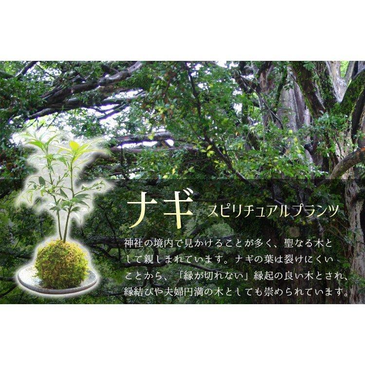 �ݶ̡��롿�ʥ� *�ʹ񻺱׻Ҿ��ʱ߼������ȥ����ɥ�������աˤʤ�  bonsai