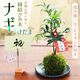 �ݶ̡��롿�ʥ� *�ʹ񻺱׻Ҿ��ʱ߼������ȥ����ɥ�������աˤʤ�  bonsai