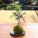 �ݶ̡��롿�ʥ� *�ʹ񻺱׻Ҿ��ʱ߼������ȥ����ɥ�������աˤʤ�  bonsai