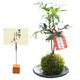 �ݶ̡��롿�ʥ� *�ʹ񻺱׻Ҿ��ʱ߼������ȥ����ɥ�������աˤʤ�  bonsai
