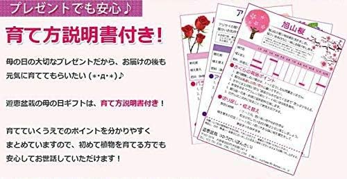 �٤�Ƥ����͡����ߺϡ���������ֺ�* �ʿ��ھ���Ƽ��ȭ�ˡ�����̵���ۡڥ�åԥ��աۡڤ������ߺϡ�bonsai