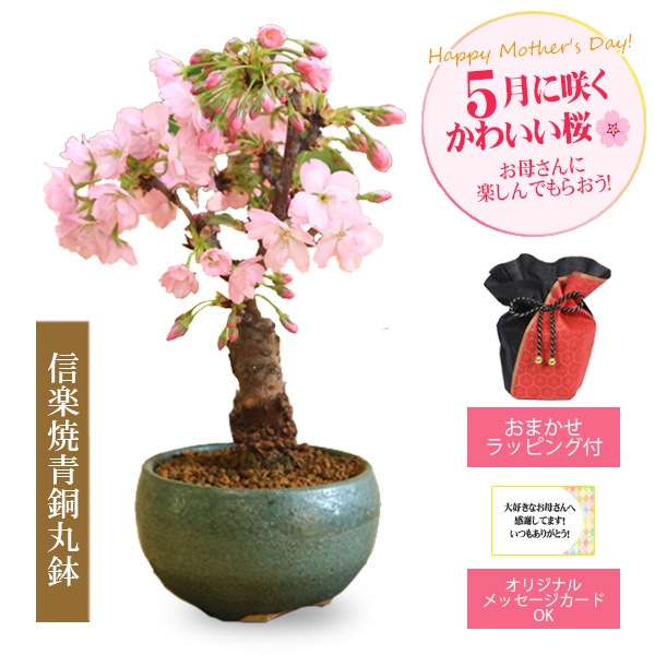 �٤�Ƥ����͡����ߺϡ���������ֺ�* �ʿ��ھ���Ƽ��ȭ�ˡ�����̵���ۡڥ�åԥ��աۡڤ������ߺϡ�bonsai