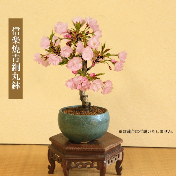 �٤�Ƥ����͡����ߺϡ���������ֺ�* �ʿ��ھ���Ƽ��ȭ�ˡ�����̵���ۡڥ�åԥ��աۡڤ������ߺϡ�bonsai