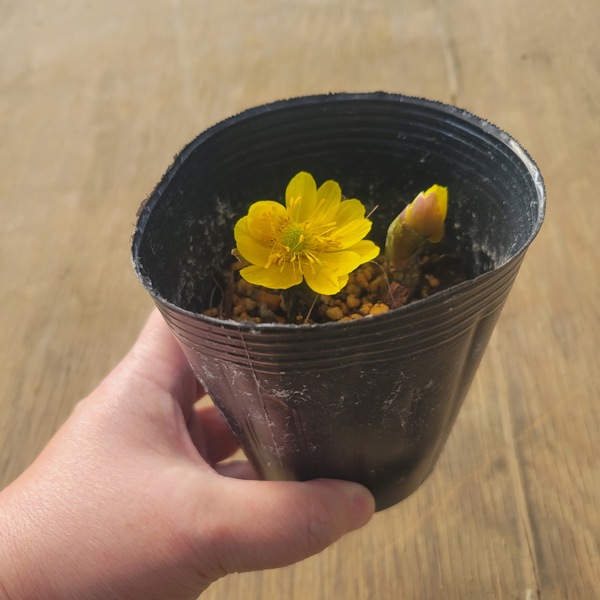 �ġ�������ʡ����2��*�դ����夽�����ե����好����Fukujusou