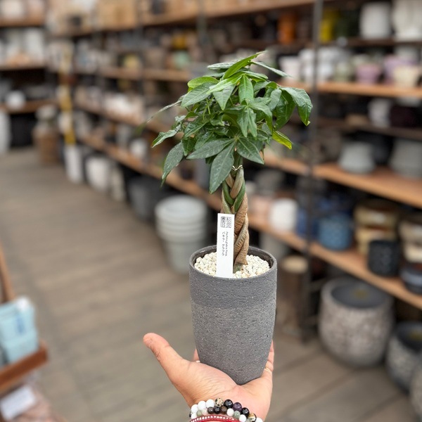 観葉植物 鉢色選べます：パキラ グラブラ 鉢植え*受皿付 | すべての