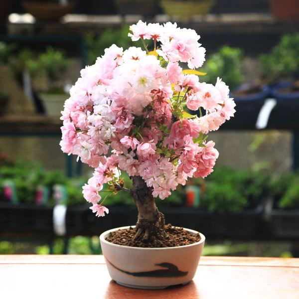 桜盆栽：八重桜(南殿）*<瀬戸焼鉢白丸鉢>2025年開花終了【送料無料