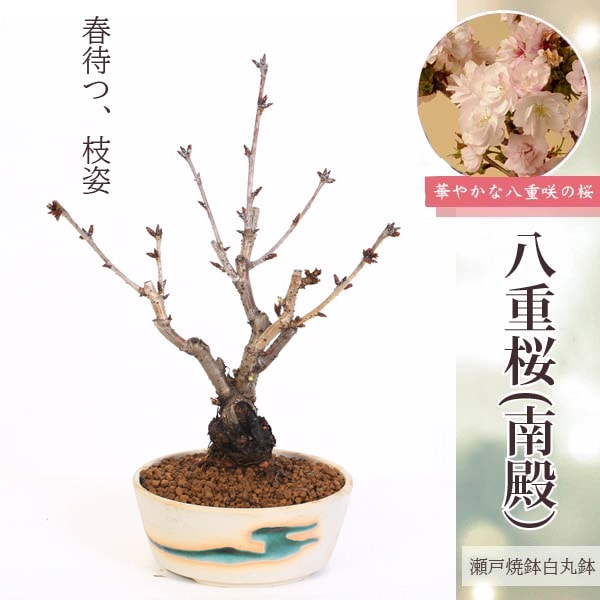 桜盆栽：八重桜(南殿）*<瀬戸焼鉢白丸鉢>2025年開花終了【送料無料