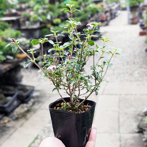 �ġ������ڡʤ������礦�ܤ���*���������祦�ܥ�