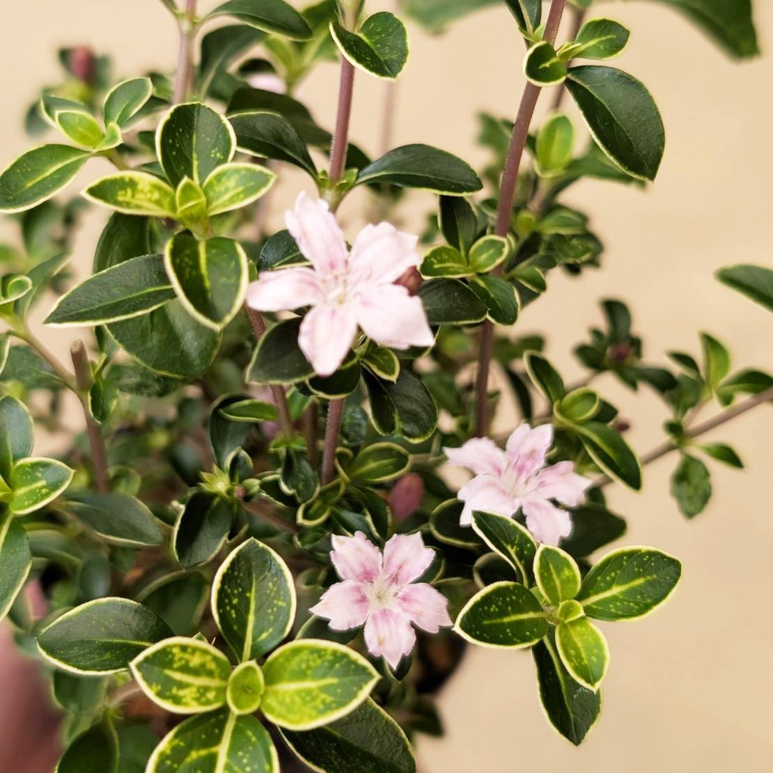 �ġ������ڡʤ������礦�ܤ���*���������祦�ܥ�