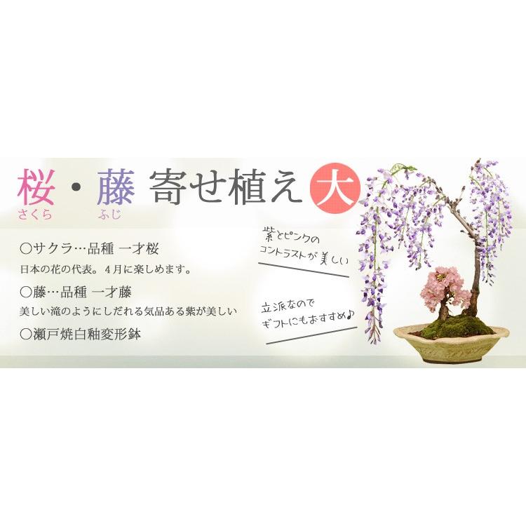 ��ʪ�ߺϡ�����ƣ�󤻿���(�硦���;�ȭ��* ������̵���ۡ�2026ǯ�ճ���ͽ���bonsai