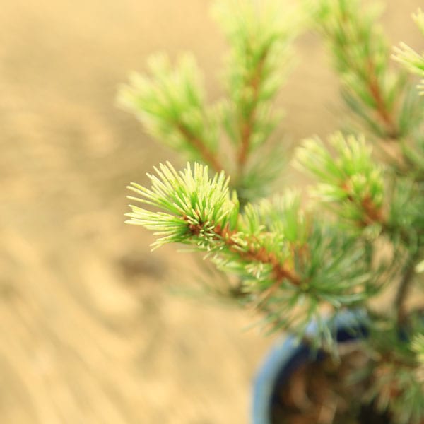 �ġ�������վ�*�դ֤����褦�ޤ�/�ե֥����襦�ޥ�