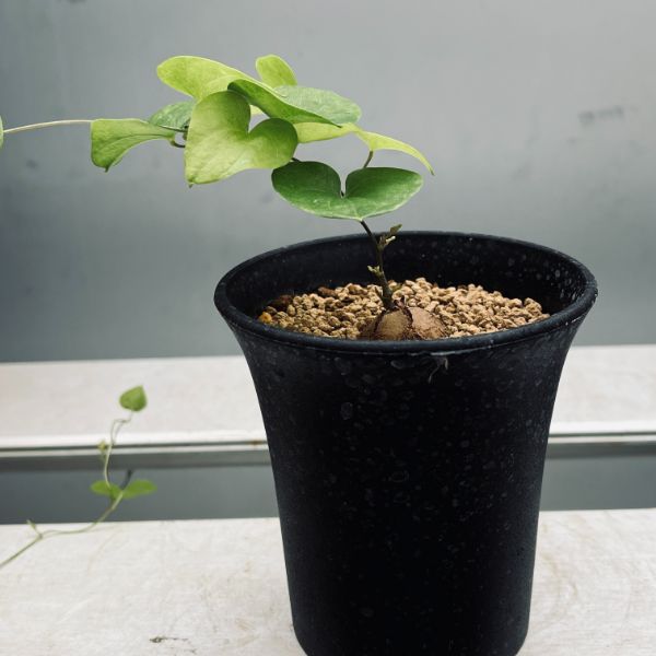 コーデックス：アフリカ亀甲竜*SS 塊根幅1.5cm | サボテン＆多肉植物