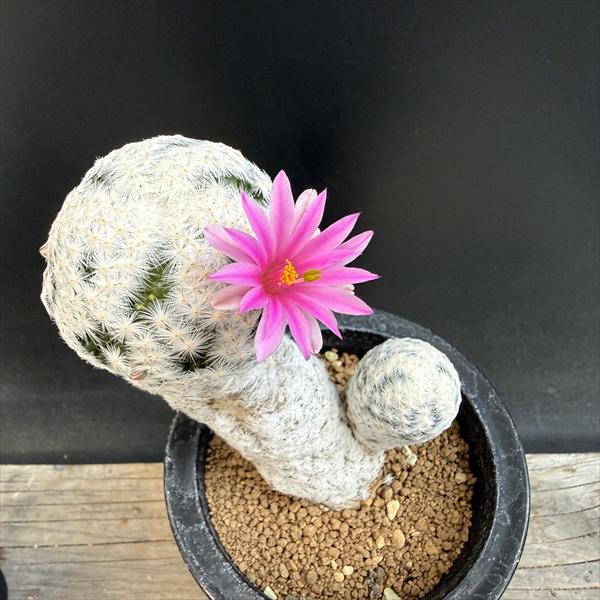 大文字*幅10cm 白鳥 サボテン：マミラリア 最新✿Windows10✿ホワイト✿BIBLO✿メモリ4G✿テンキ付✿ＨＤＭＩ✿ 現品！一品限り すべての | Windowsノート本体