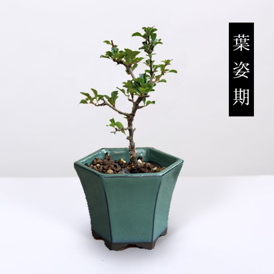 ߥߺϡĹ*(ߤɤȿϻƫȭ) ߺڱܤֲ֥ܥﵯȭ֥ץ쥼Ȥˤbonsai