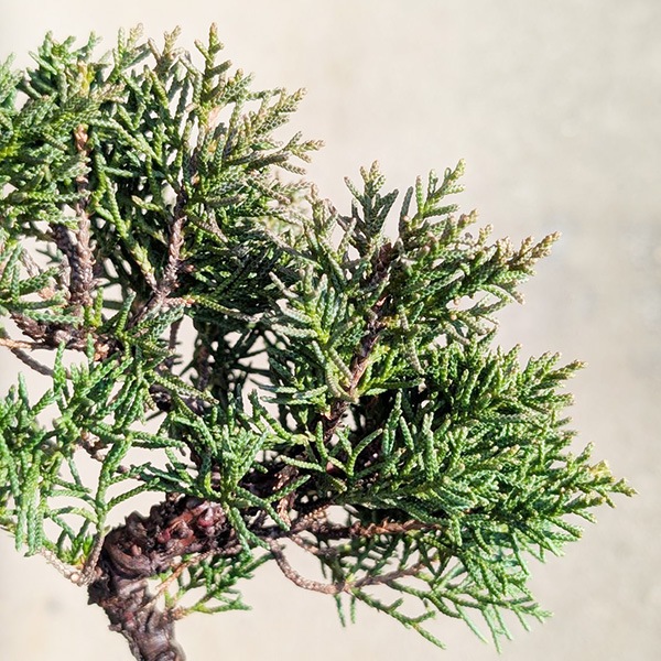 �ġ���������ʶʡ�*����ѥ� ����Ѥ� shinpaku