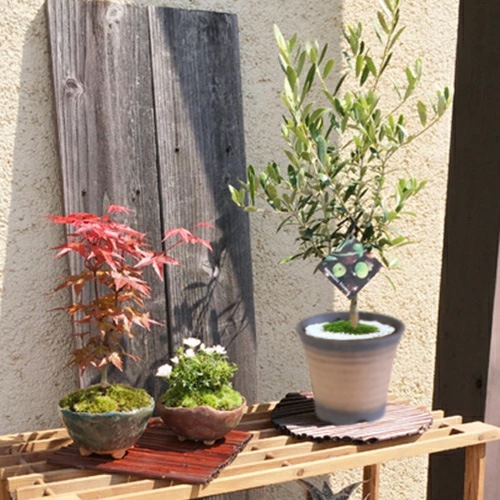 �¥�����ߺϡ����꡼�֤���*(�߸žƥ��֥�ȿȭ)(�ݡ�����)SOUJU���ϼ��ˤ������塡���꡼�� ȭ����bonsai