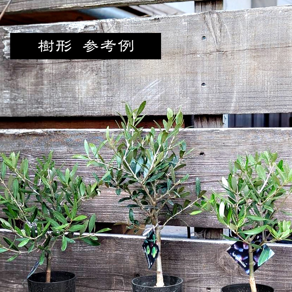 �¥�����ߺϡ����꡼�֤���*(�߸žƥ��֥�ȿȭ)(�ݡ�����)SOUJU���ϼ��ˤ������塡���꡼�� ȭ����bonsai