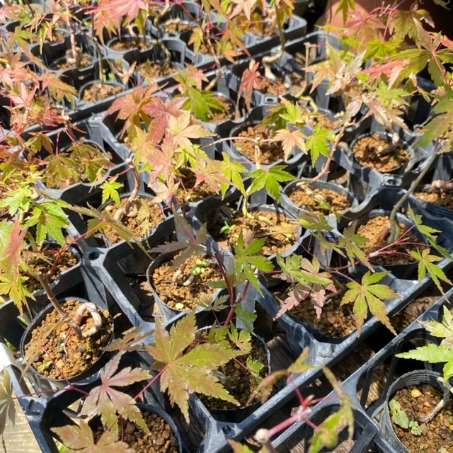 �ġ�����ߤ��ʶʡ���ǯ����* ��ޥ�ߥ���������