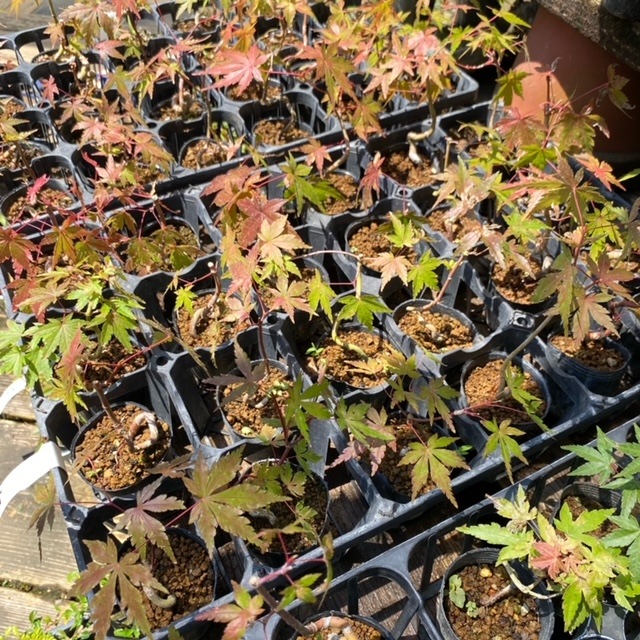 �ġ�����ߤ��ʶʡ���ǯ����* ��ޥ�ߥ���������