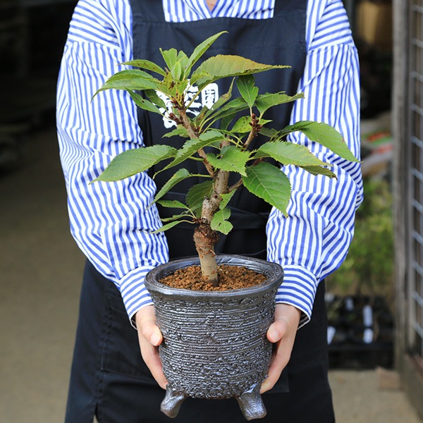 ���ߺϡ������������*�㿮�ھƹ��شݿ�ȭ���ͺ�(2025ǯ���ֽ�λ) ȭ���� �� ���ָ� ������ �� �ץ쥼��Ȥˤ�bonsai