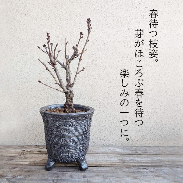 ���ߺϡ������������*�㿮�ھƹ��شݿ�ȭ���ͺ�(2025ǯ���ֽ�λ) ȭ���� �� ���ָ� ������ �� �ץ쥼��Ȥˤ�bonsai