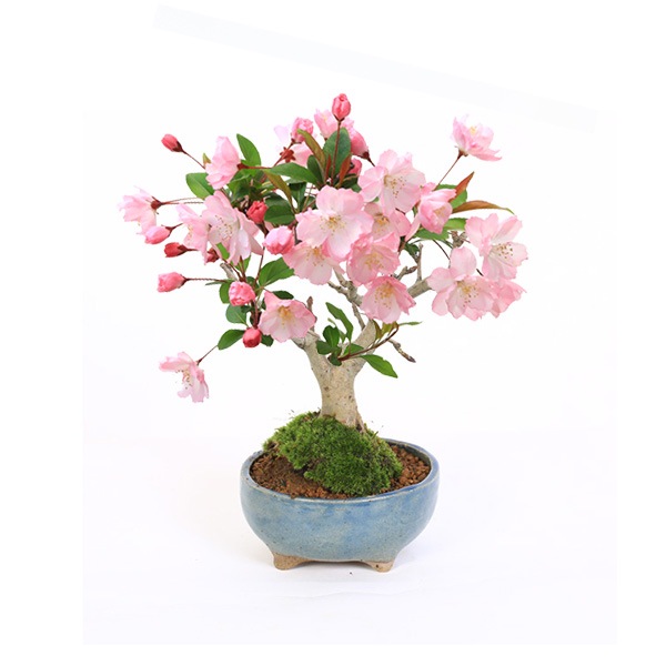 �ߺϡ��֤����ɤ�*(����(������)����ȭ)*��2026ǯ�ճ���ͽ�������̵��bonsai